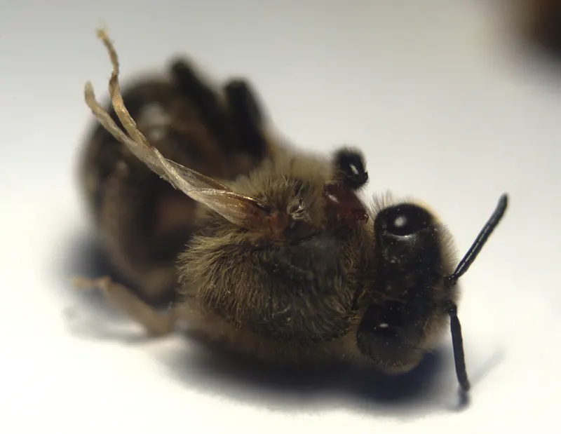 Close-up of a dead honey bee with shriveled, crumpled wings from deformed wing virus and a varroa mite on its thorax
