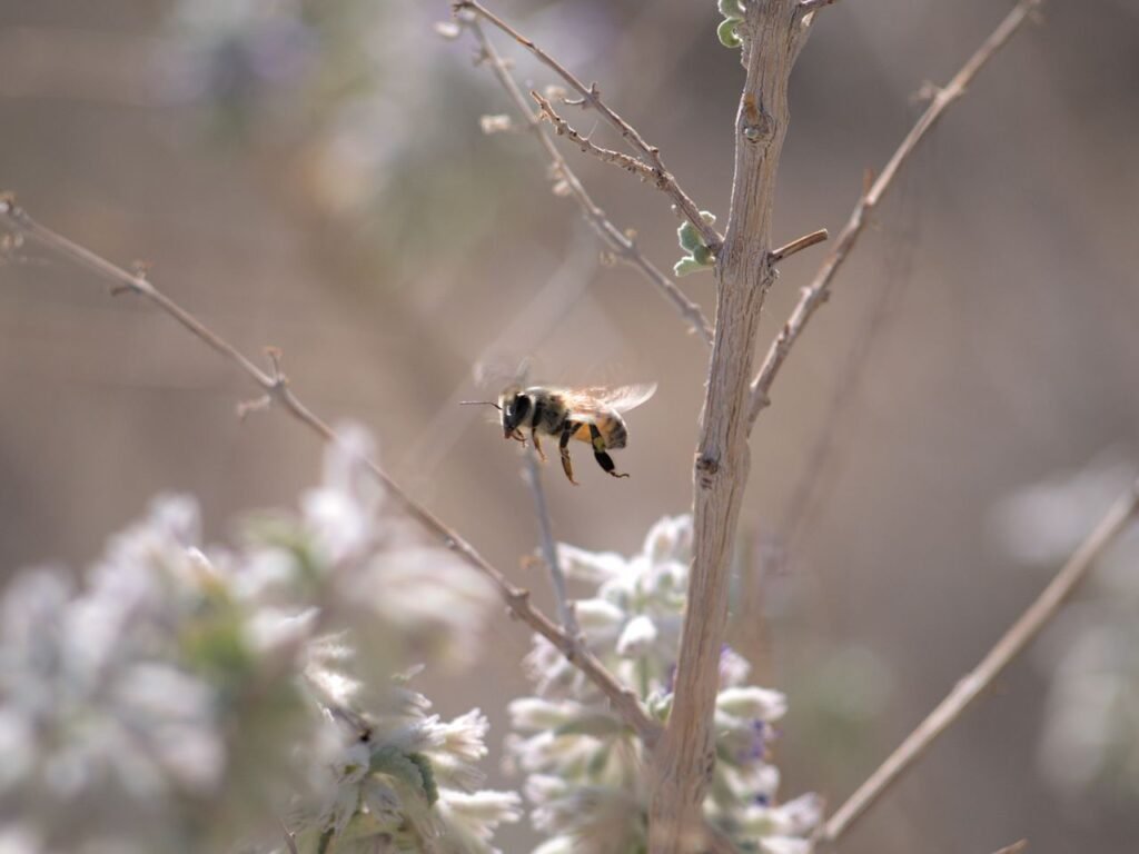 A honey bee foraging in a hot, arid desert environment in the Southwest