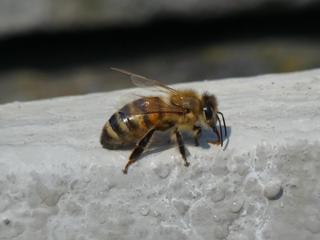 A honey bee drinking water from the surface of a wet stone
