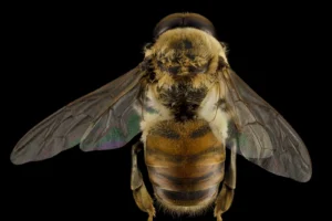 Macro photograph of a honey bee drone viewed from the back