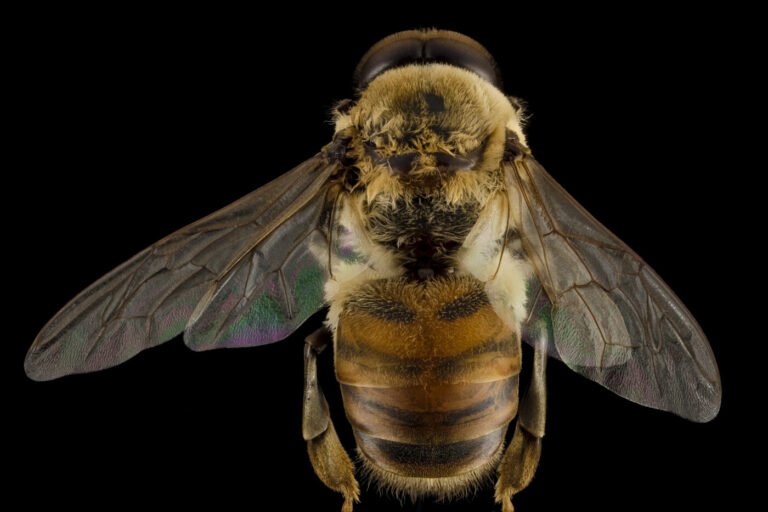Macro photograph of a honey bee drone viewed from the back