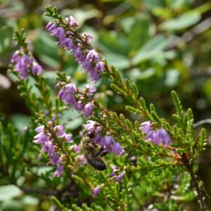 A western honey bee foraging on small purple bell-shaped common heather flowers, the source of heather honey