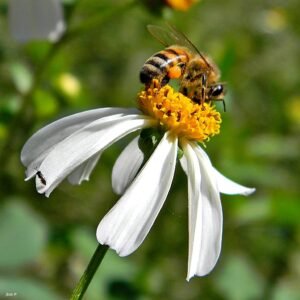 A honey bee foraging on a flower, representing the western honey bee species depicted across three separate U.S. postage stamp issues since 1988