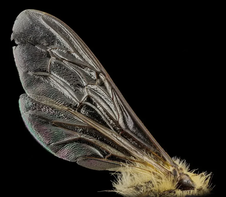 Macro photo of a worker honey bee forewing and hindwing on black, showing the vein network and a nicked, worn wing tip