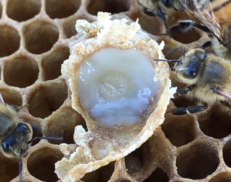 Honey bee larvae floating in a pool of royal jelly inside their cells
