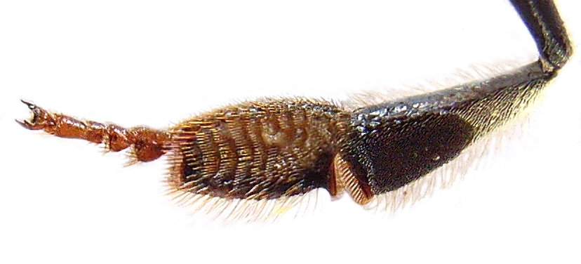 Close-up macro photograph of a honey bee leg showing the segmented tarsus and claw