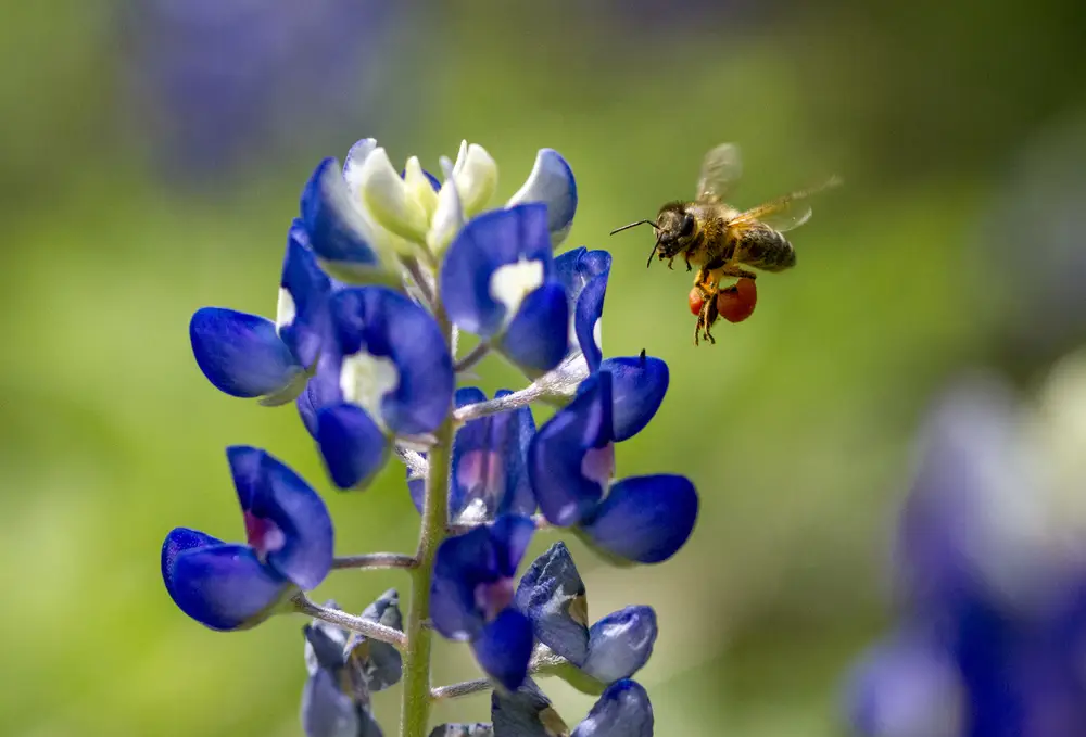 Honey bee gathering nectar from a purple and white Texas bluebonnet flower in Austin in spring