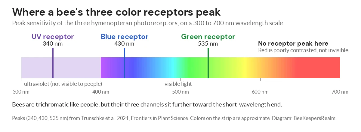 Diagram of the bee photoreceptor peaks at 340, 430 and 535 nanometers, with no peak in the red end of the spectrum