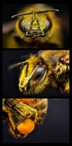 Honey bee showing the corbicula pollen basket packed with pollen on its hind leg