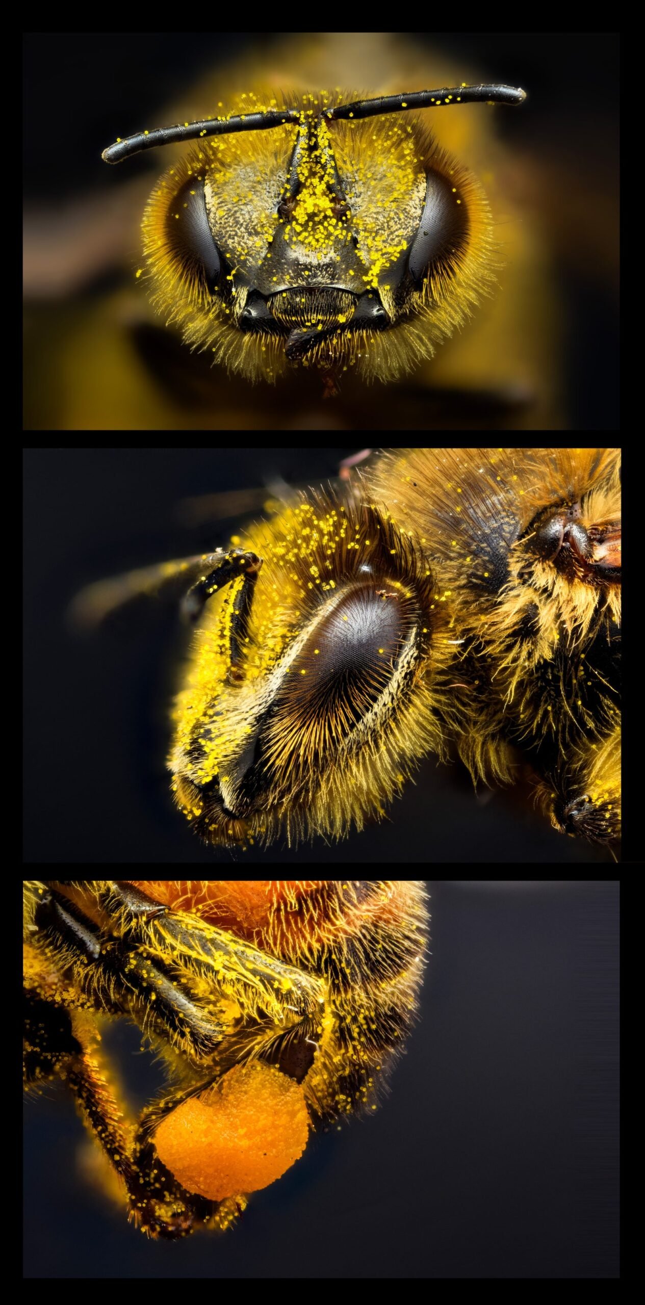 Honey bee showing the corbicula pollen basket packed with pollen on its hind leg