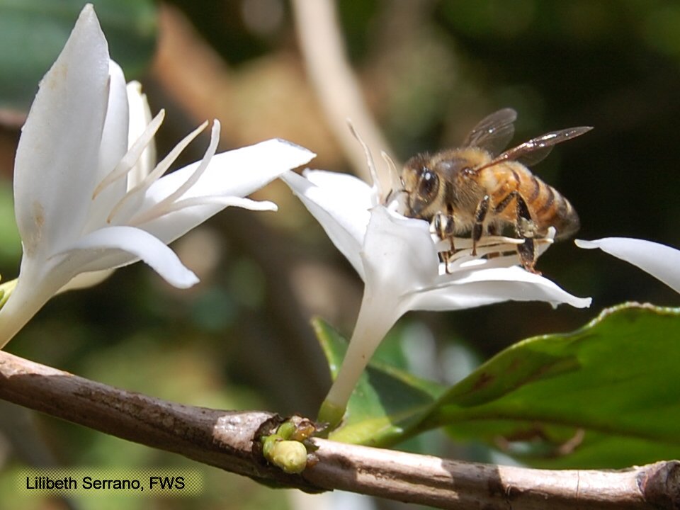 Honey bee pollinating a coffee flower Honey bee visiting a coffee flower, a cash crop important to pollination-dependent economies