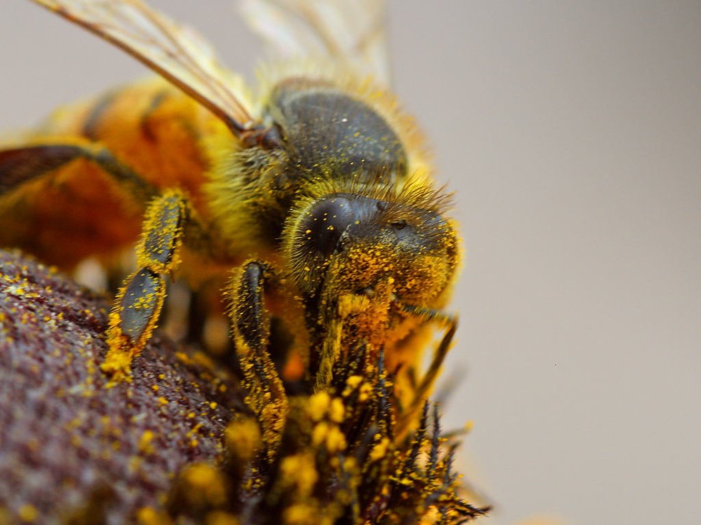 Honey bee foraging on a flower, the same floral scents that can also attract bees to scented pet grooming products
