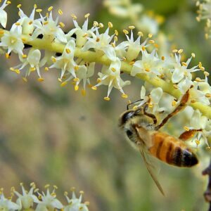 A honey bee foraging on the small white star-shaped flowers of saw palmetto, the native Florida plant behind palmetto honey