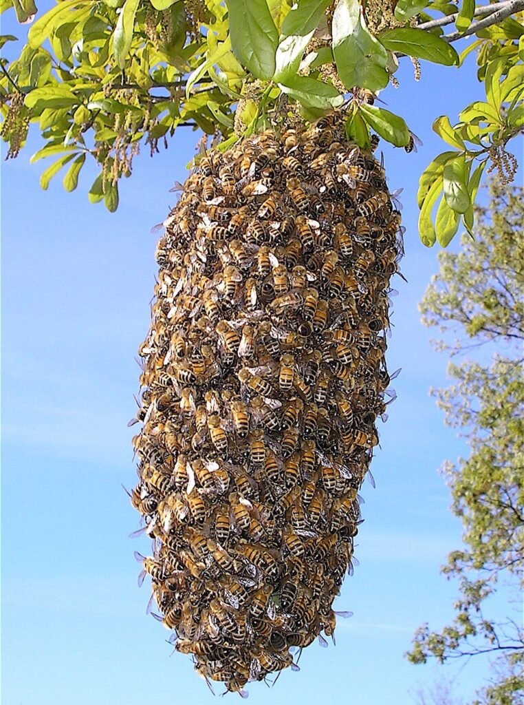 A honey bee swarm cluster, the accessible kind of situation local beekeepers most often collect for free