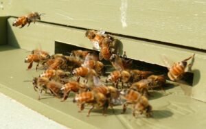 Honey bee workers in close contact at the hive entrance, guarding and fanning