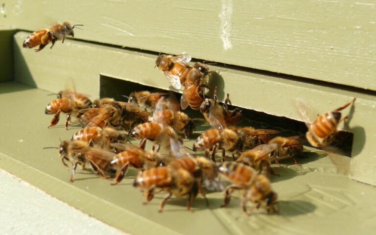 Honey bee workers in close contact at the hive entrance, guarding and fanning