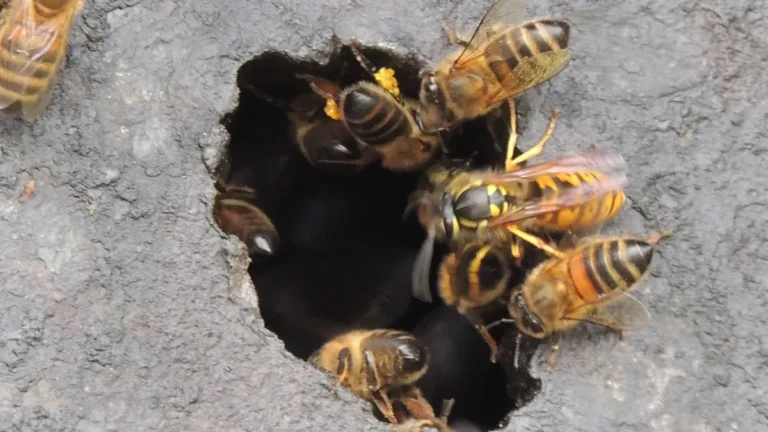 Honey bees grabbing a German yellowjacket as it tries to push into the entrance of a wild colony