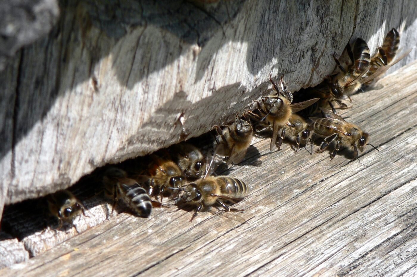 Honey bees clustered at the wooden entrance of a rustic beehive