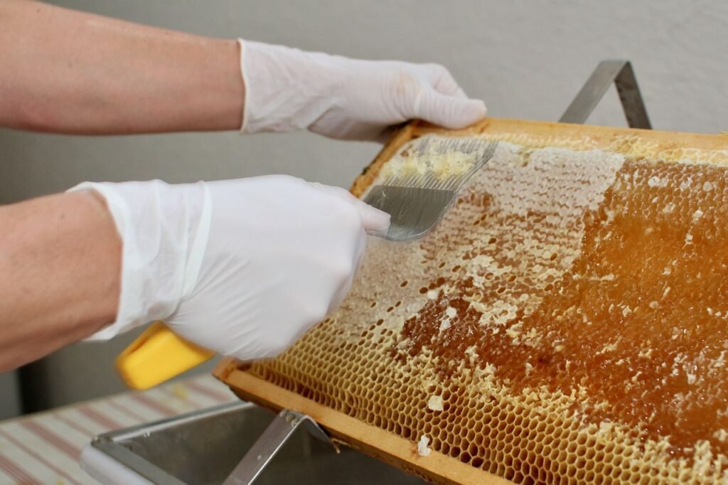 Honey being extracted from frames using a centrifugal extractor, the process Hruschka's invention made possible