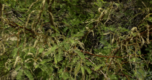 Flowering branches of honey mesquite showing pale yellow-green catkin-like flower spikes that produce mesquite honey nectar