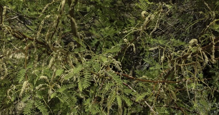 Flowering branches of honey mesquite showing pale yellow-green catkin-like flower spikes that produce mesquite honey nectar