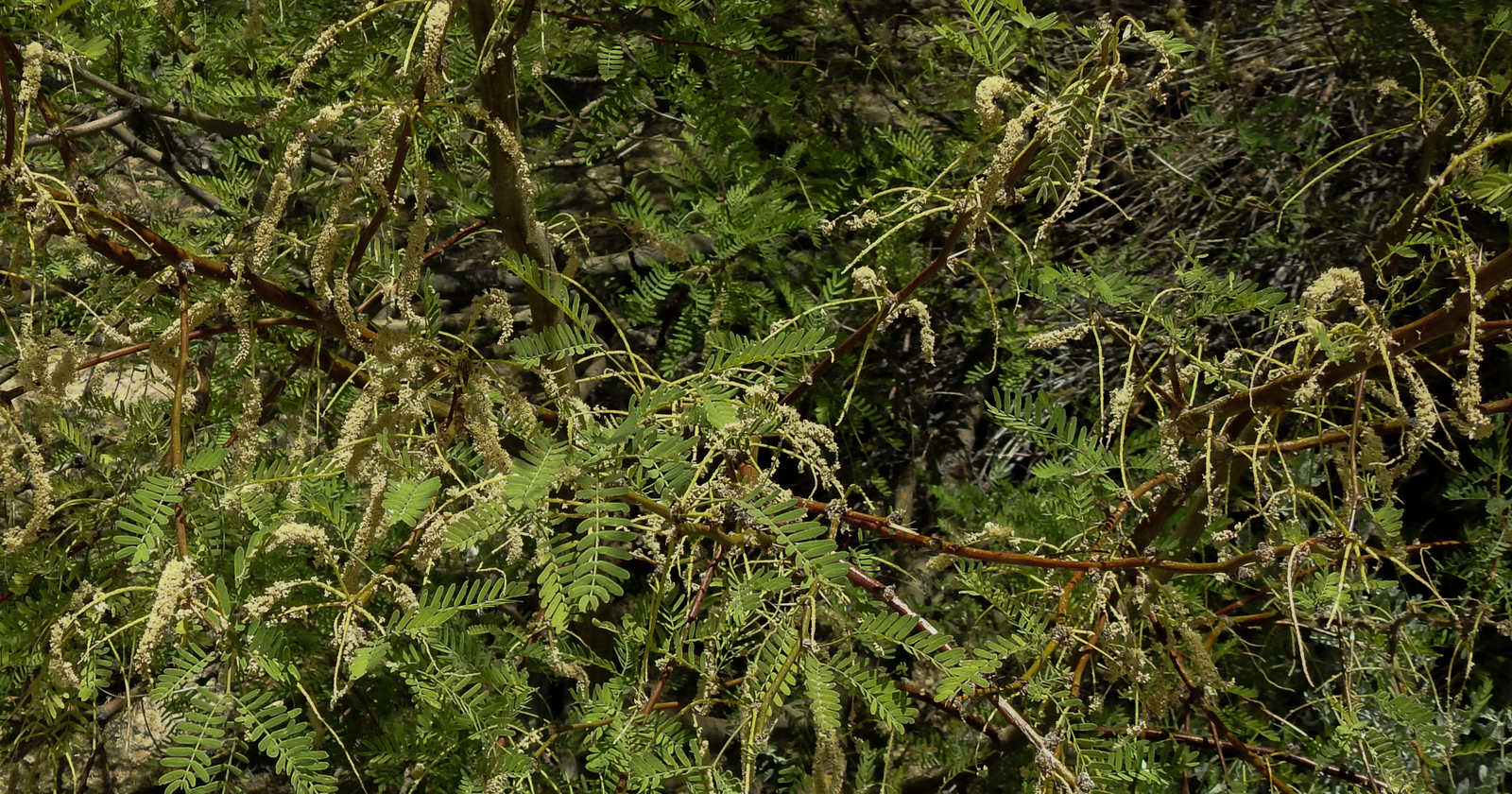 Flowering branches of honey mesquite showing pale yellow-green catkin-like flower spikes that produce mesquite honey nectar