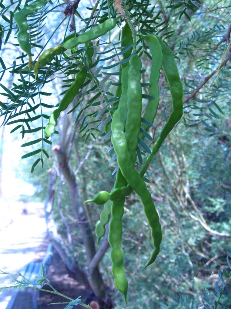 Honey mesquite seed pods hanging from a Prosopis glandulosa branch