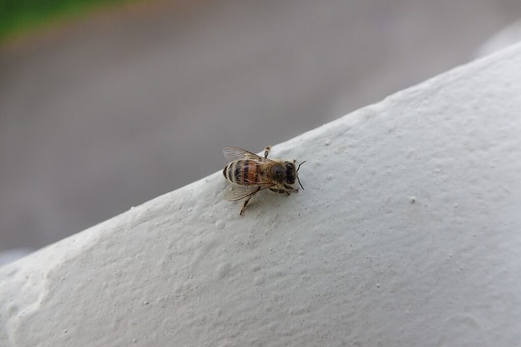 Close-up of a honeybee (Apis mellifera), the species at the center of the international cooperation Apimondia coordinates among beekeeping associations in over 120 countries