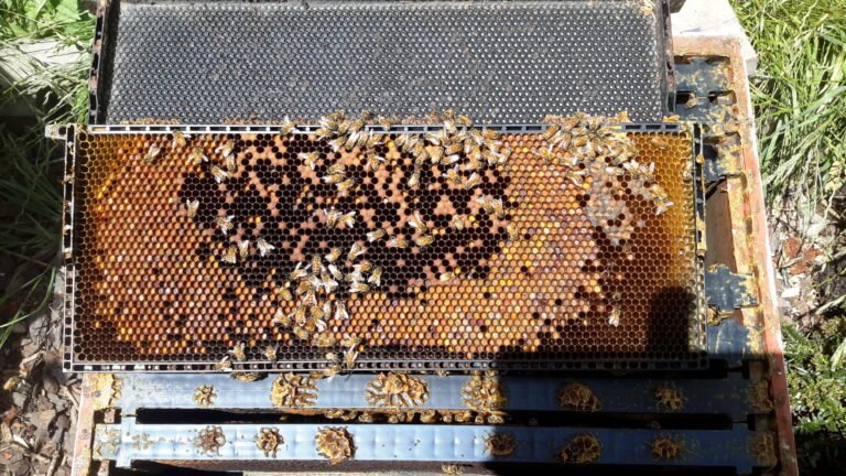 Honeybee brood frame showing capped and open cells, the area an internal temperature sensor typically monitors