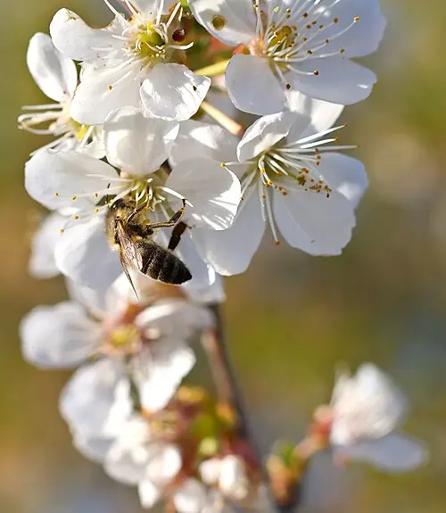 Honeybee foraging on white cherry blossom flowers, the kind of urban forage planting used along pollinator corridor routes