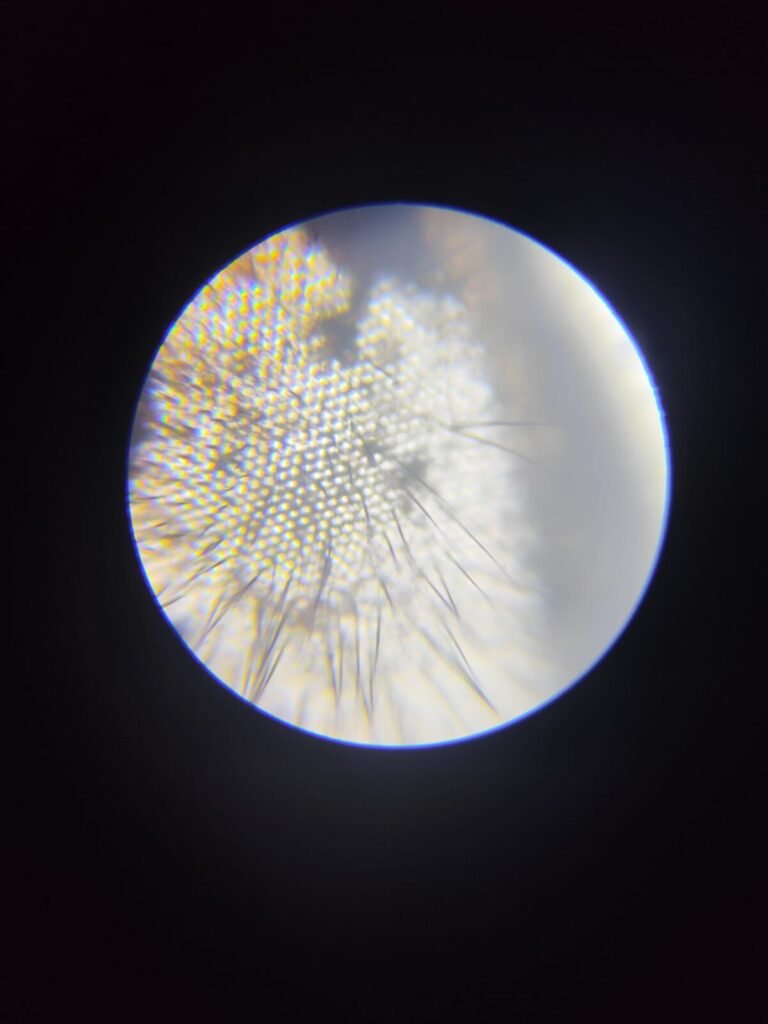 Close-up of a honeybee compound eye, the visual system behind numerical cognition experiments