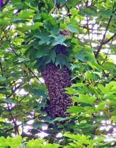 Photo of a honeybee swarm clustered on a tree branch during scout-bee house hunting