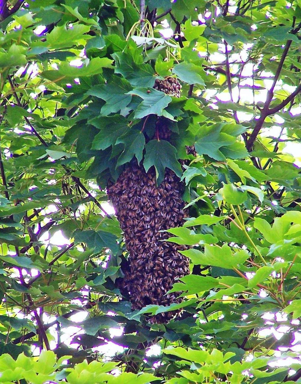 Photo of a honeybee swarm clustered on a tree branch during scout-bee house hunting