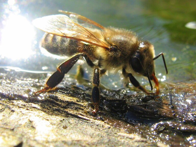 Close-up of a honeybee drinking water, illustrating why a dedicated water source keeps bees away from a chicken waterer