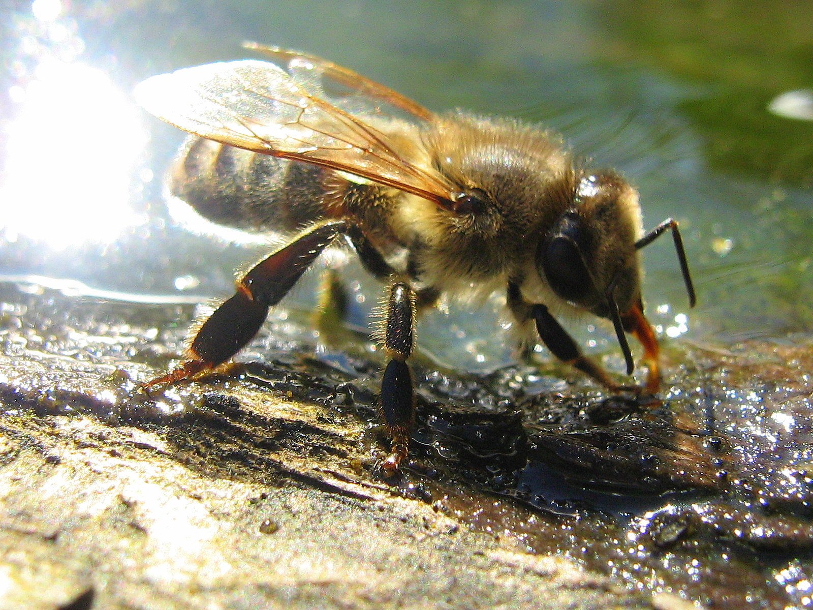 Close-up of a honeybee drinking water, illustrating why a dedicated water source keeps bees away from a chicken waterer