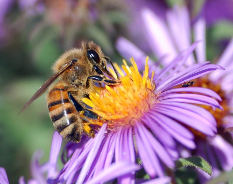 European honeybee extracting nectar from a flower, an example of the busy as a bee comparison