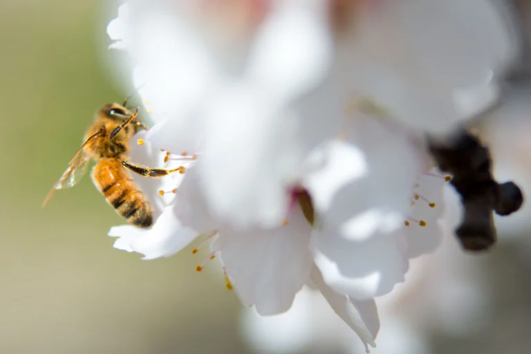 Honeybee foraging on a white almond blossom in an orchard