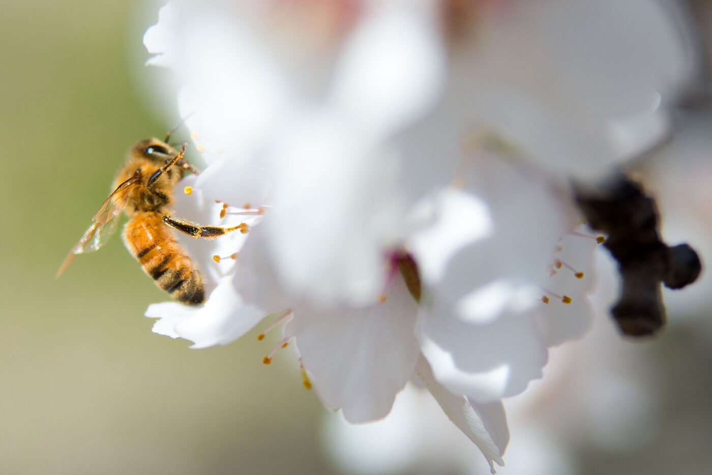 Honeybee foraging on a white almond blossom in an orchard