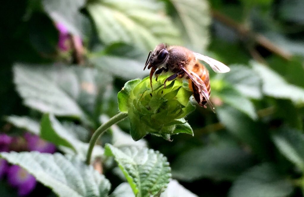 A close-up photograph of a honeybee, the same species studied in the UC Riverside hybrid-resistance research