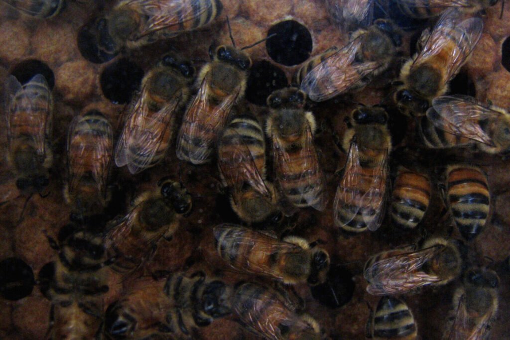 Honey bee foraging directly on a flower, the purposeful flower-to-flower flight pattern kids can use to tell bees apart from wasps at a distance
