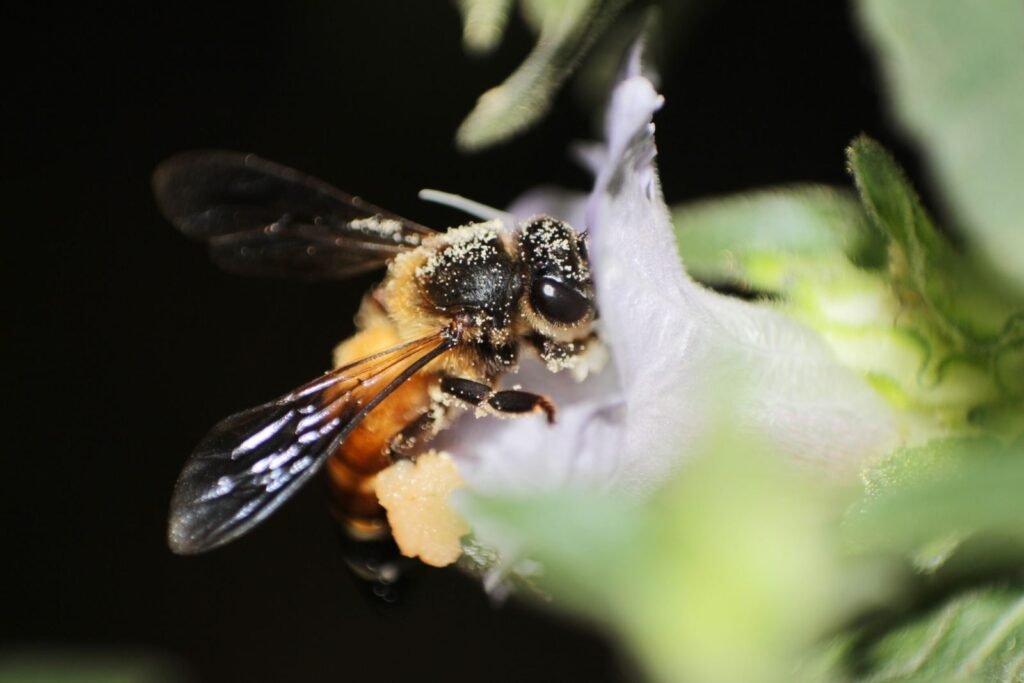 Macro photograph of a giant honeybee foraging on a flower, showing the level of detail achievable with a macro lens