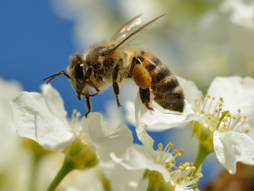 A honeybee foraging on a flower, the kind of visual scene its brain must process and evaluate
