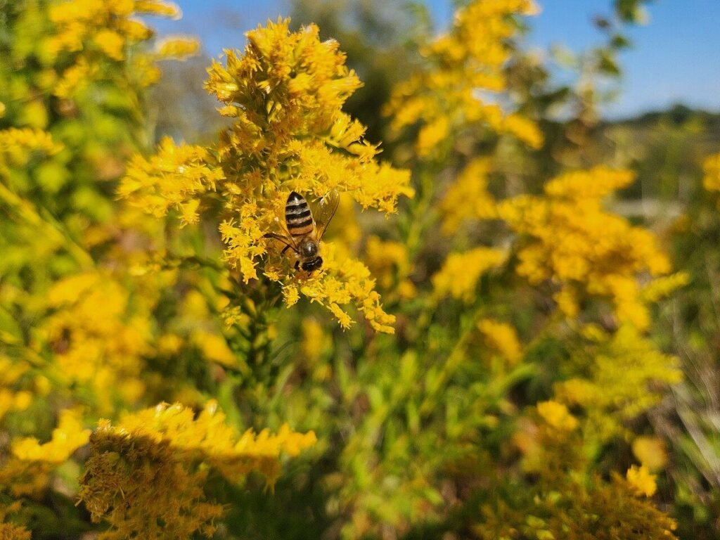 Honeybee foraging on goldenrod flowers in September