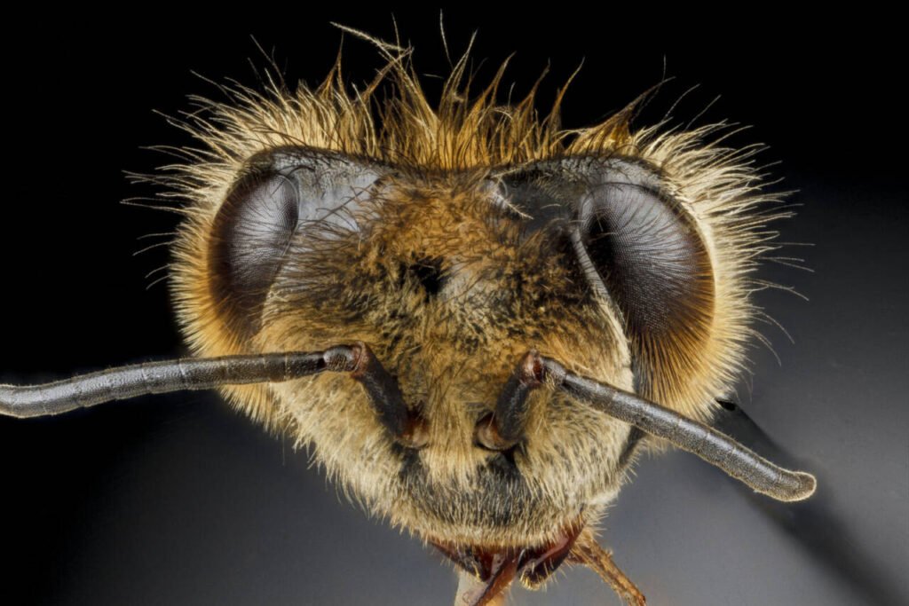Close-up of a honeybee head showing the ocelli and compound eyes used in visual cognition