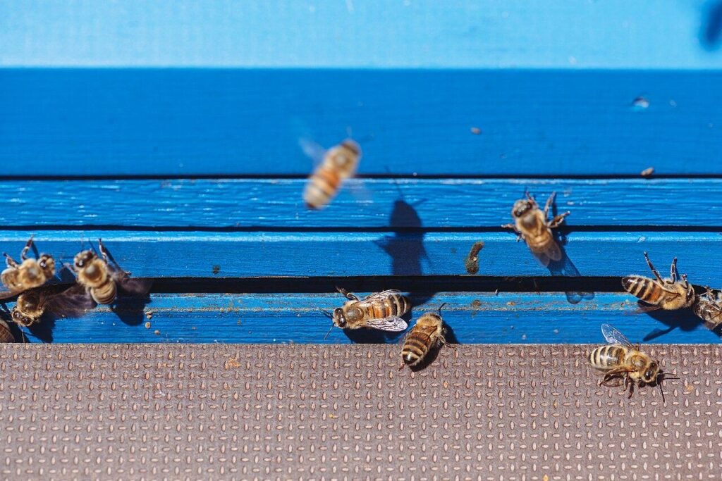 European honeybees at a hive entrance, representative of the honeybee-specific focus of World Honey Bee Day