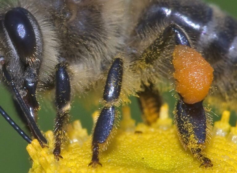 Close-up of a honeybee's pollen basket packed with pollen, the natural source of essential sterols