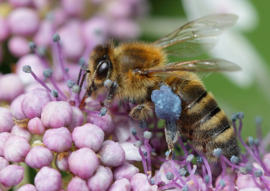 Close-up of a honeybee collecting pollen from pink hydrangea flower clusters