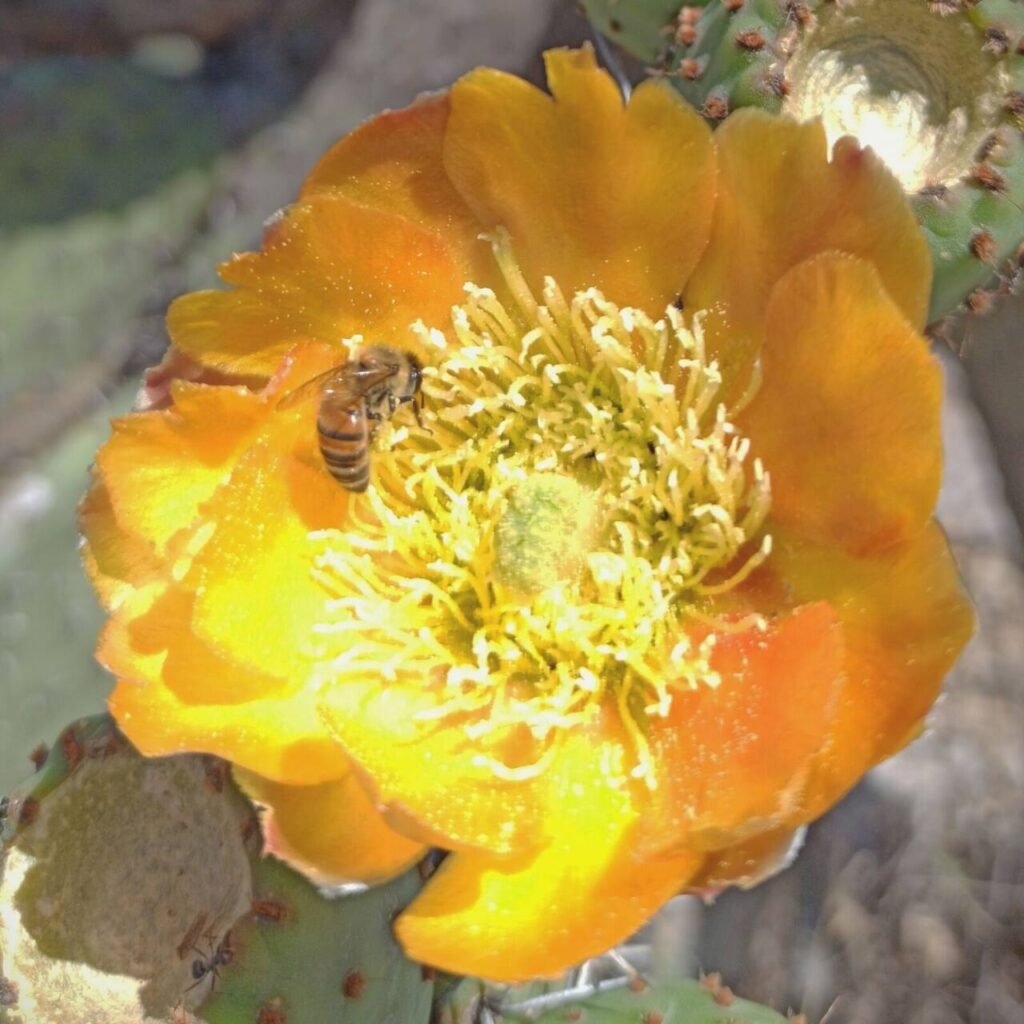 Honeybee pollinating a flower, showing the pollination boost bees add to homestead crops