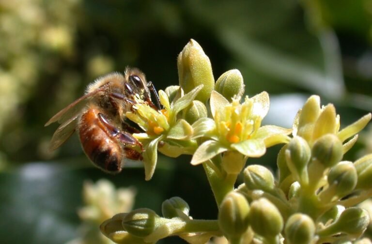 Honeybee pollinating a fruit tree blossom, the kind of homestead orchard pollination a backyard hive supports