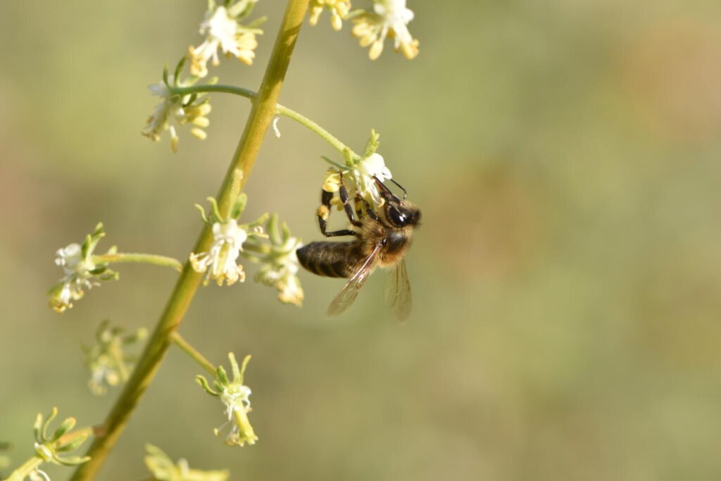 Honeybee pollinating a small wild flower, the kind of biodiversity data ESG reports track